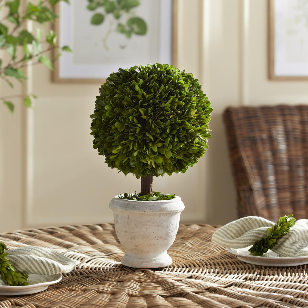 Napa Green Boxwood Single 9" Ball Topiary In Pot