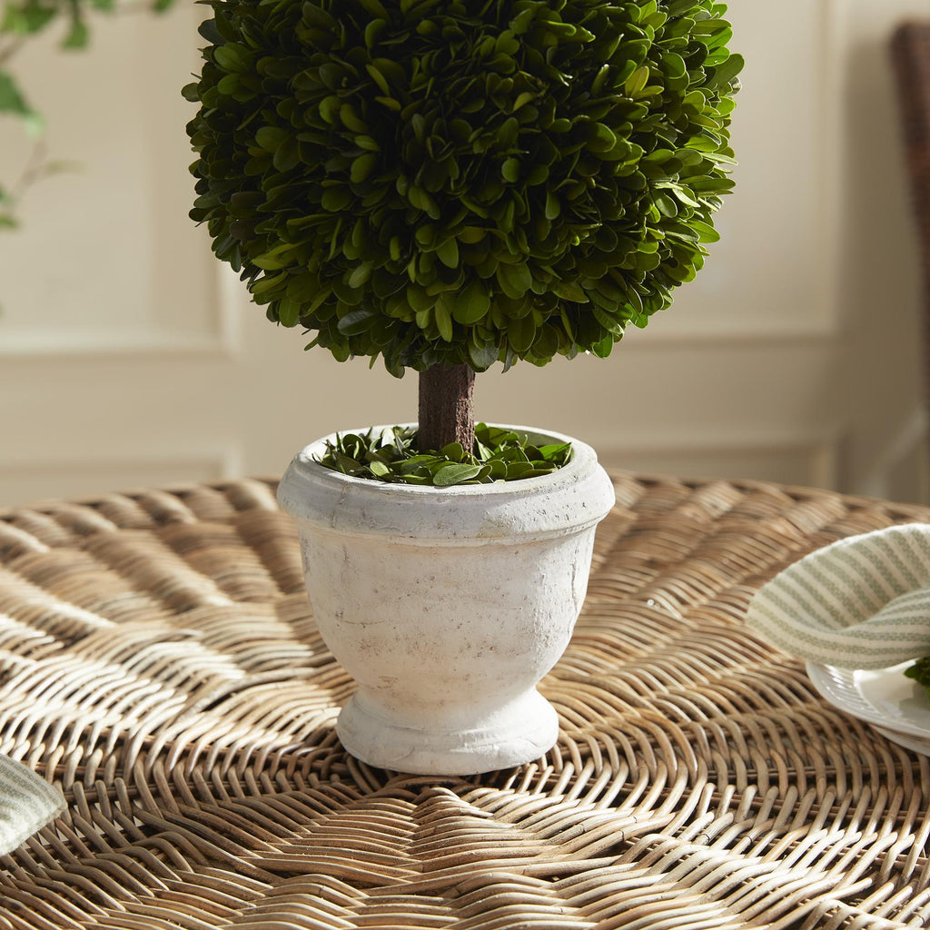 Napa Green Boxwood Single 9" Ball Topiary In Pot