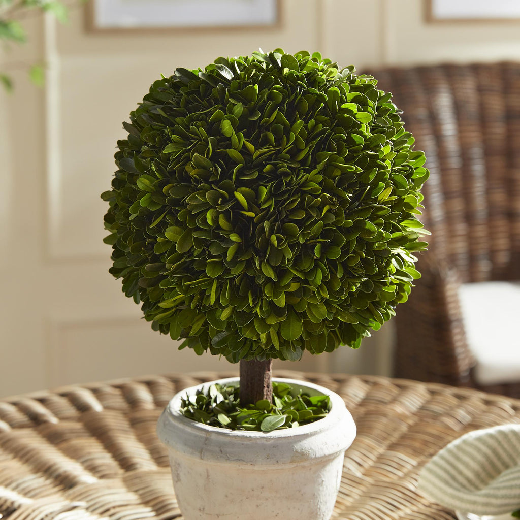 Napa Green Boxwood Single 9" Ball Topiary In Pot