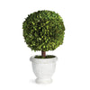 Napa Green Boxwood Single 11