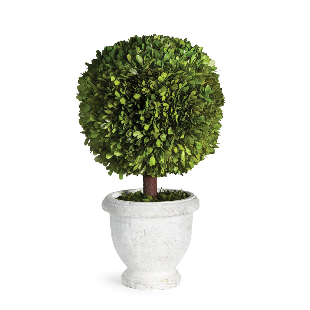 Napa Green Boxwood Single 11" Ball Topiary In Pot