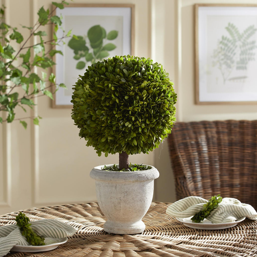 Napa Green Boxwood Single 11" Ball Topiary In Pot