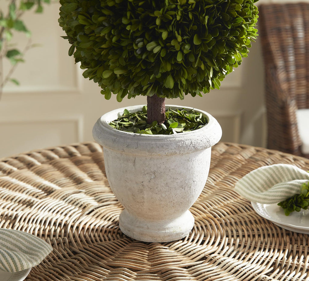 Napa Green Boxwood Single 11" Ball Topiary In Pot