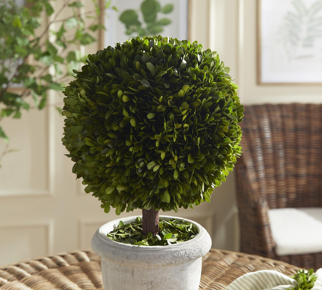 Napa Green Boxwood Single 11" Ball Topiary In Pot