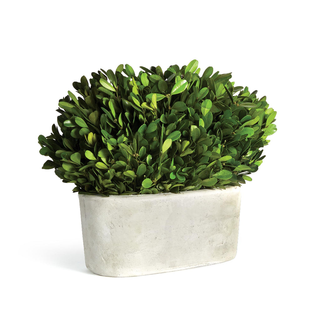 Napa Green Boxwood Bush In Oval Pot