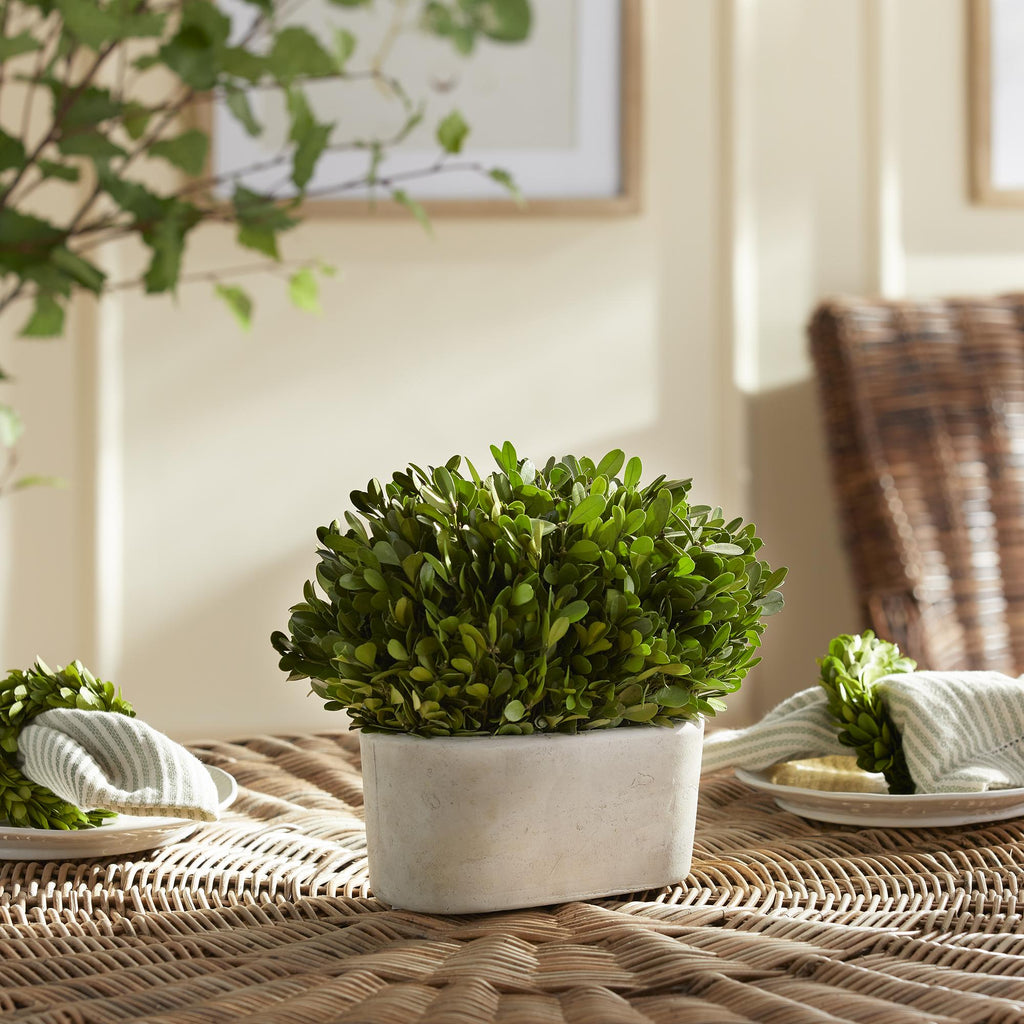 Napa Green Boxwood Bush In Oval Pot