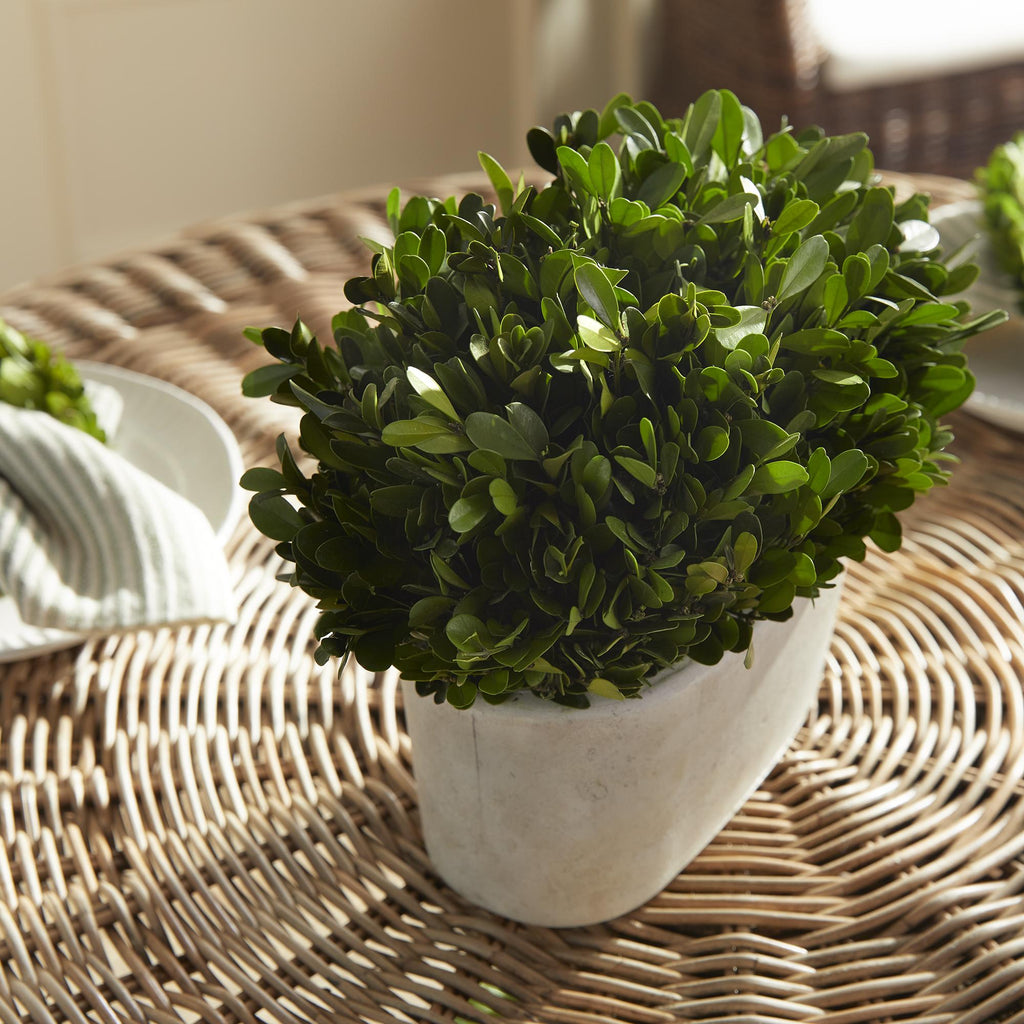 Napa Green Boxwood Bush In Oval Pot