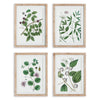 Napa Natural/Green Verdant Branch Prints, Set Of 4