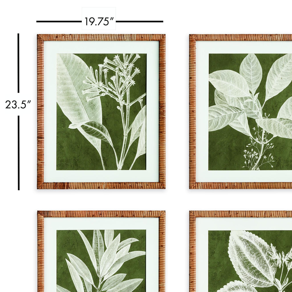 Napa Natural/Green Translucent Stem Prints, Set Of 4