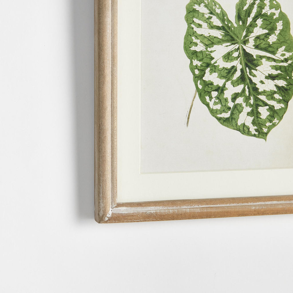 Napa Natural/Green Leaf Cuttings Petite Prints, Set Of 3