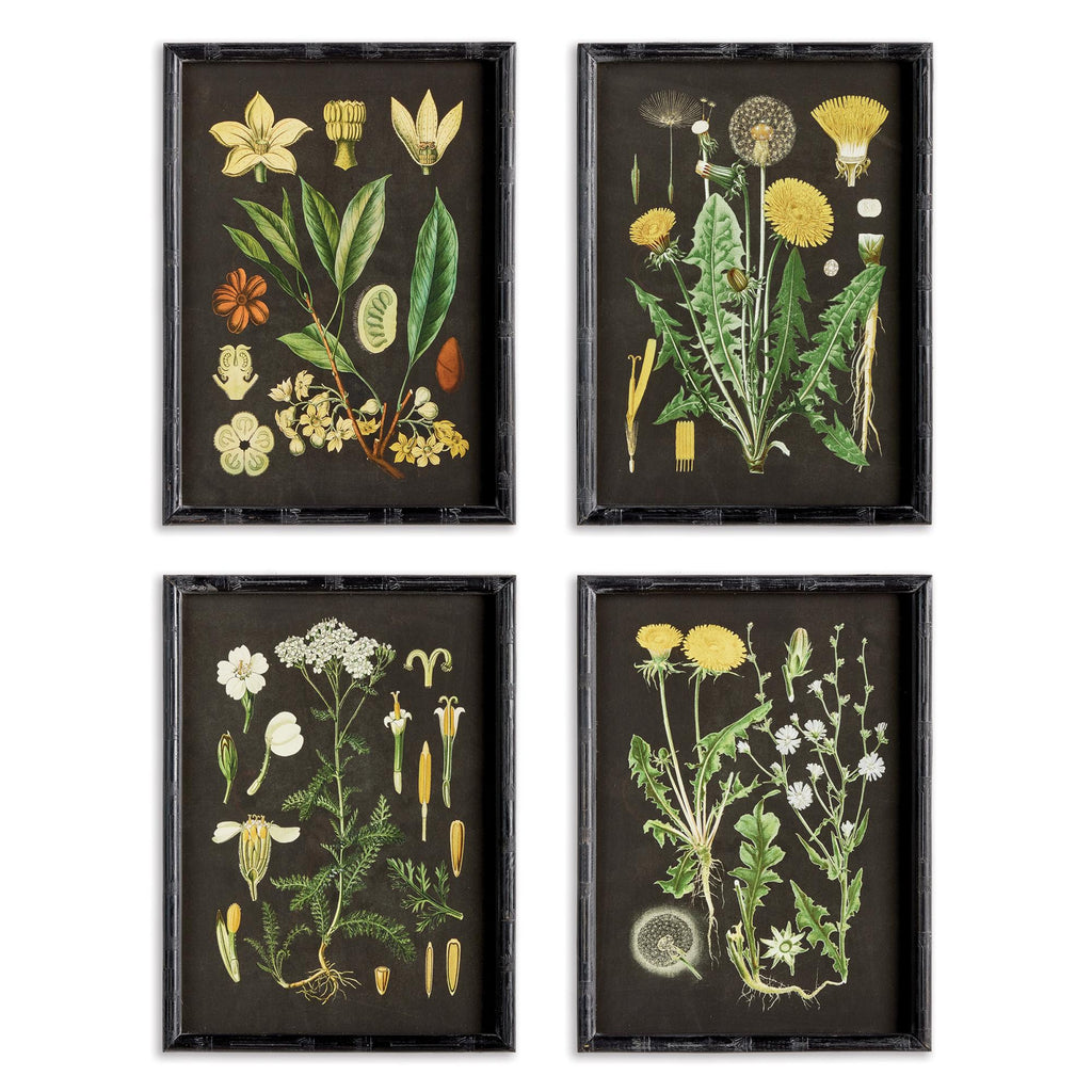 Napa Black/Yellow Golden Botanical Study, Set Of 4