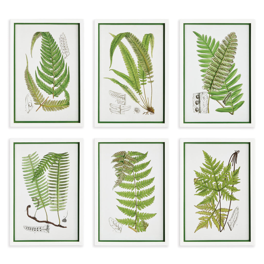 Napa White/Green Layered Fern Prints, Set Of 6