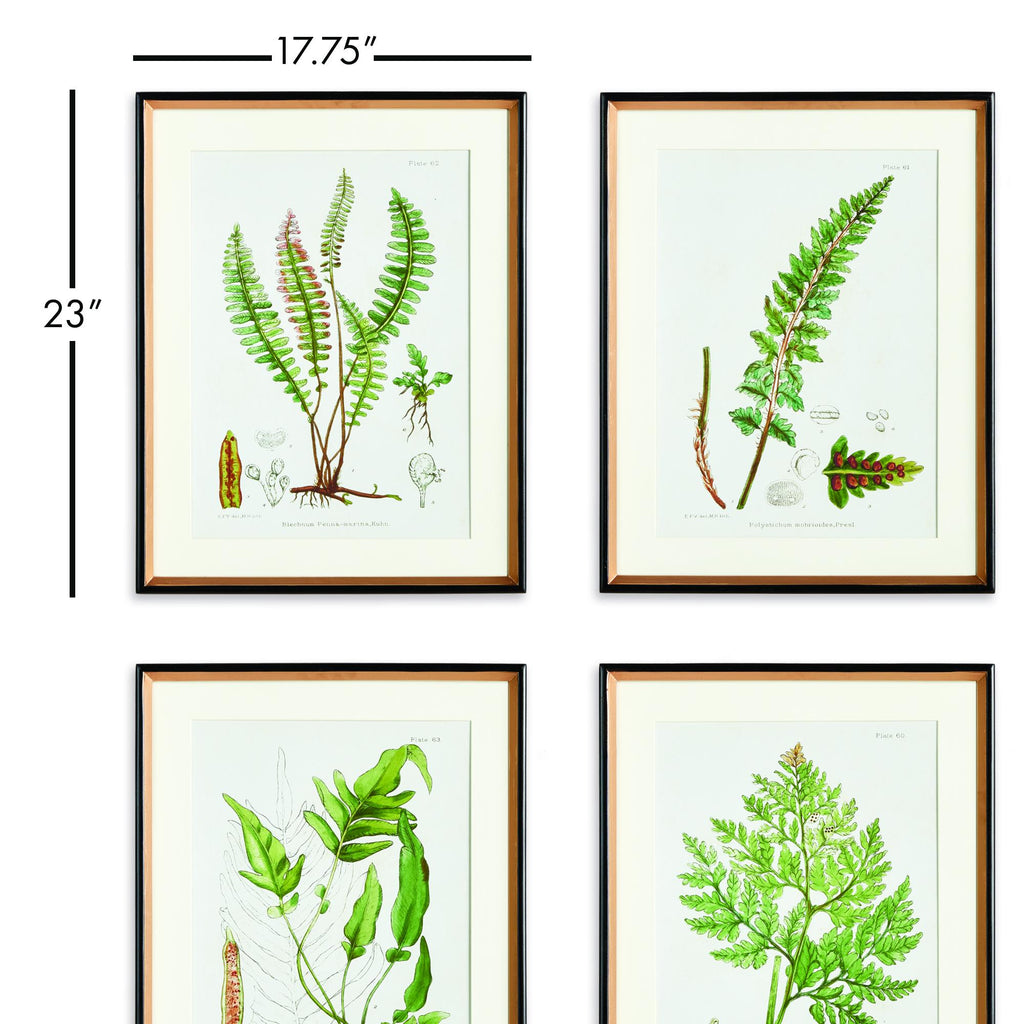 Napa Black/Green Structural Fern Study, Set Of 4