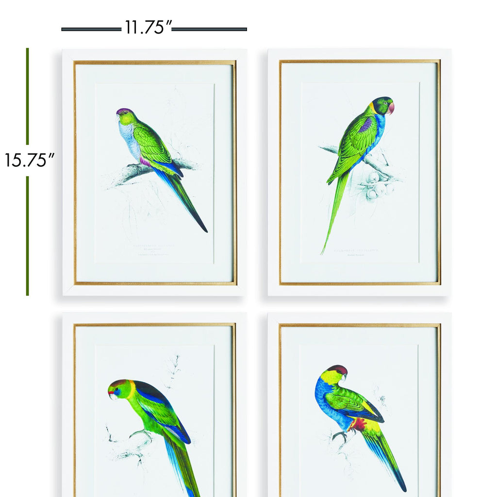 Napa White/Green Colorful Parrots Prints St/4