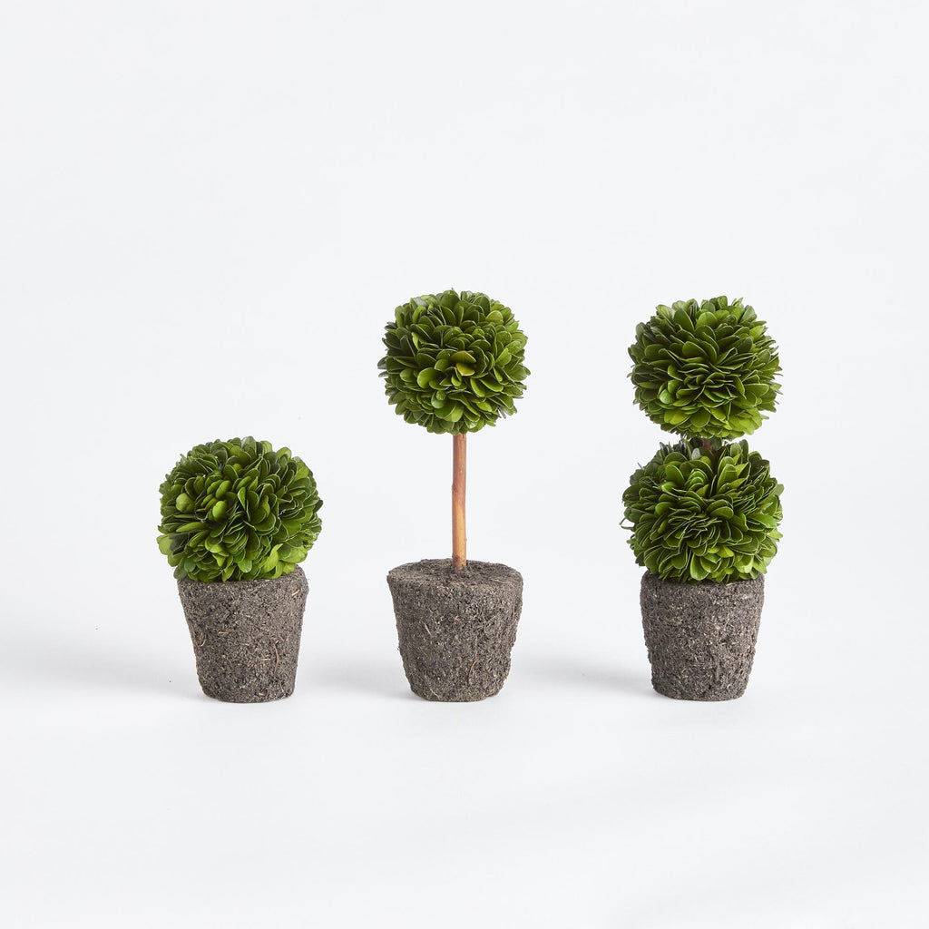 Napa Green Boxwood Mini Topiary Drop-Ins, Set Of 3