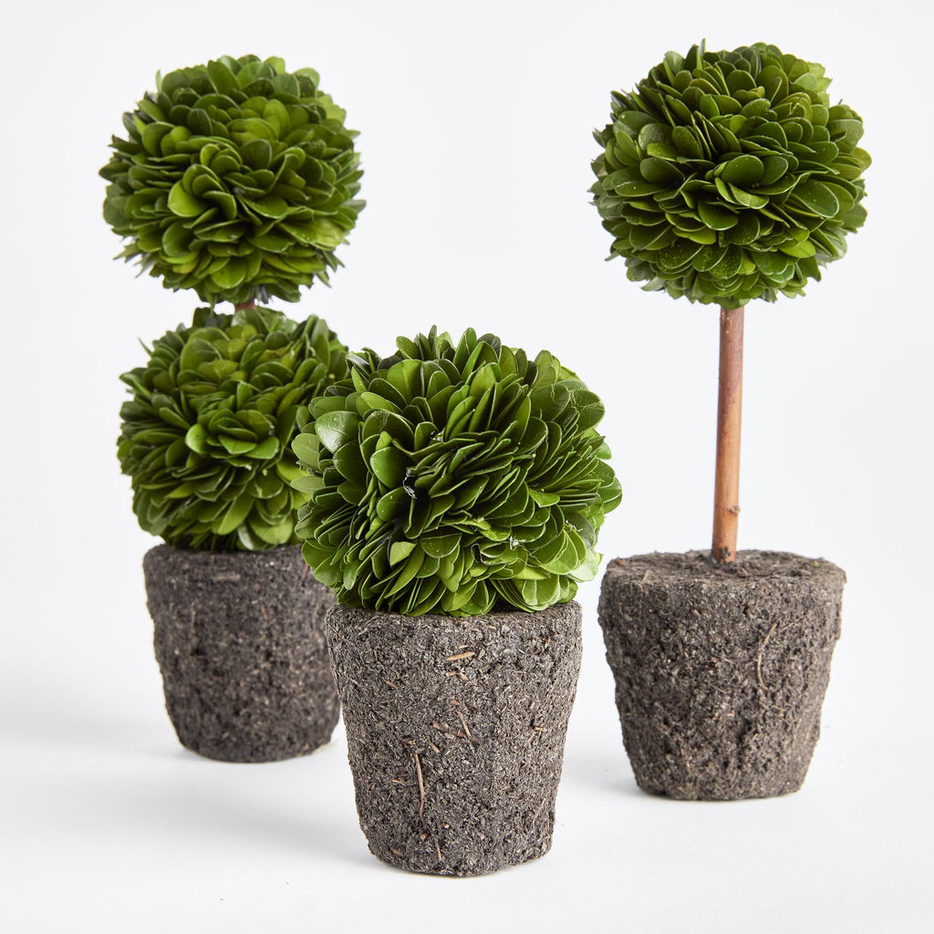 Napa Green Boxwood Mini Topiary Drop-Ins, Set Of 3