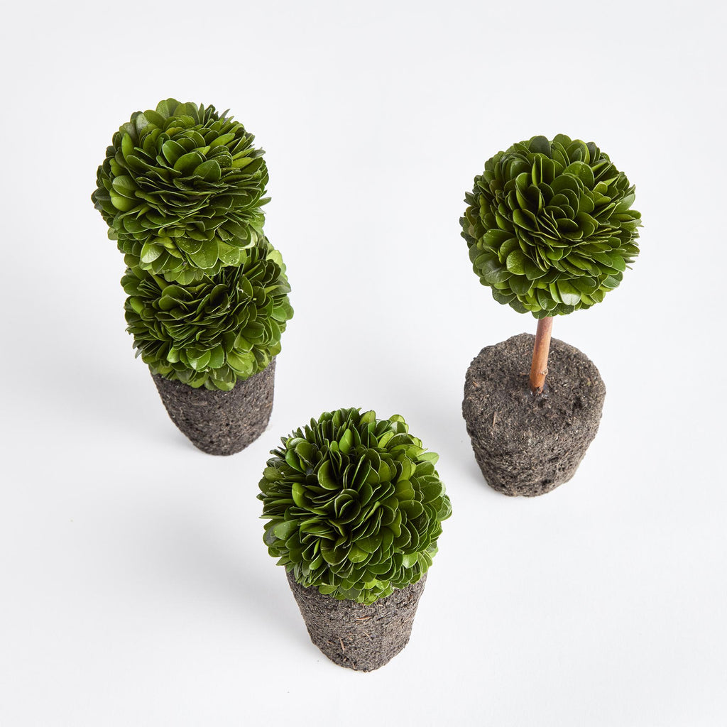 Napa Green Boxwood Mini Topiary Drop-Ins, Set Of 3