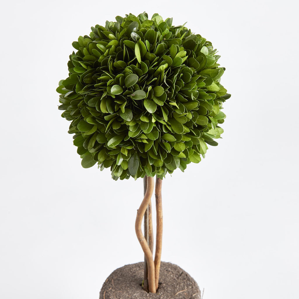 Napa Green Boxwood Single Sphere Topiary Drop-In 16"