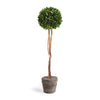 Napa Green Boxwood Single Sphere Topiary Drop-In 24