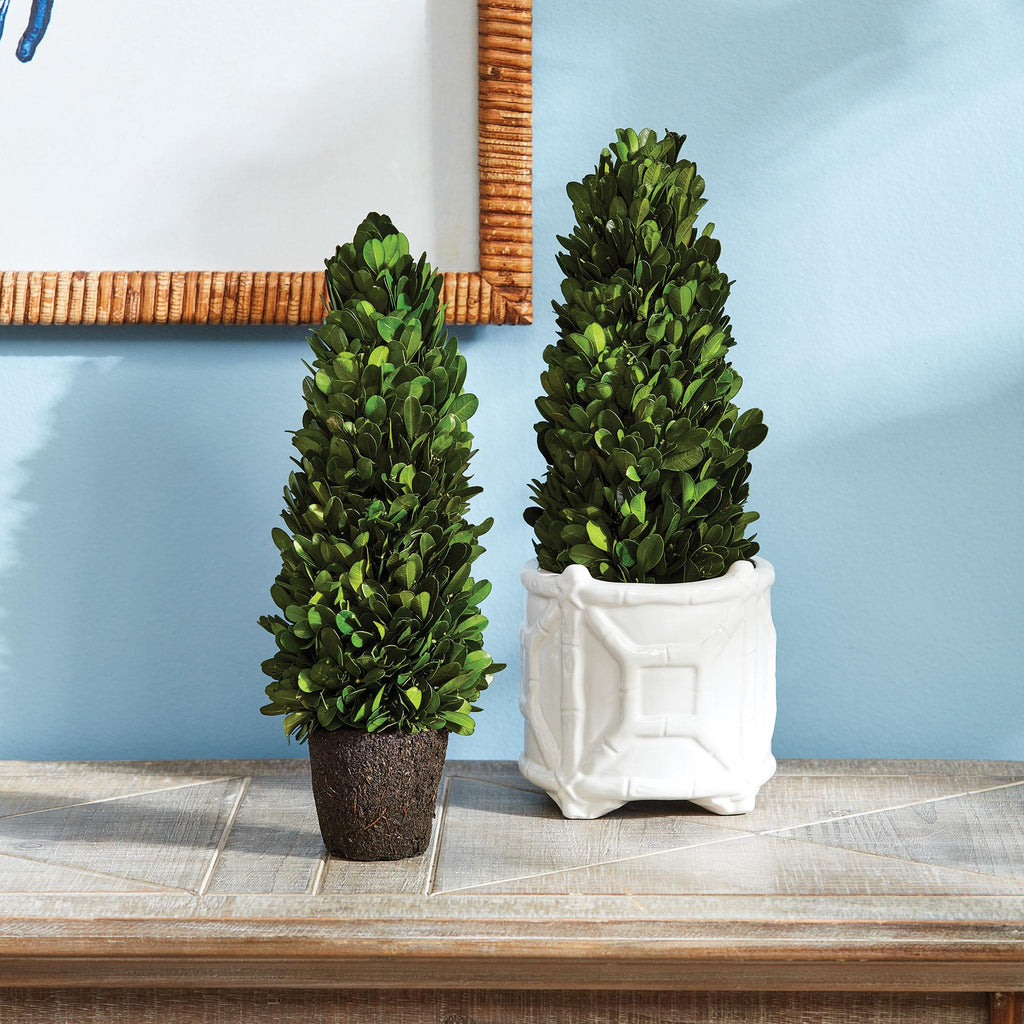 Napa Green Boxwood Cone Topiary Drop-In 12"