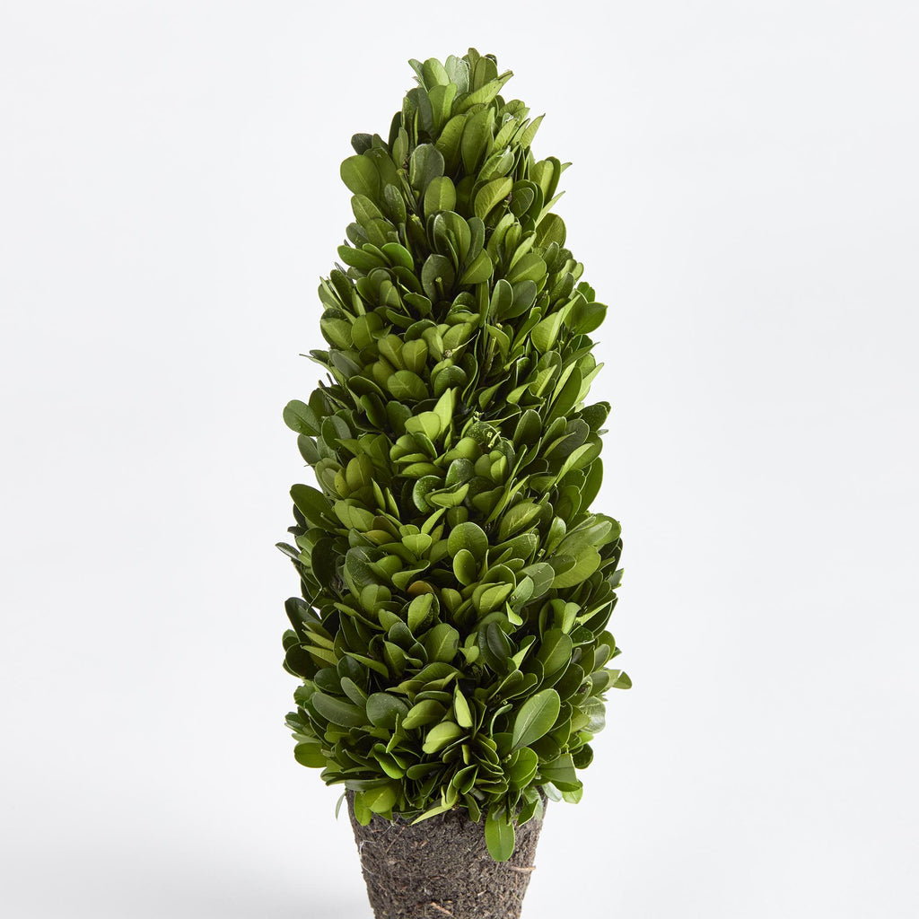 Napa Green Boxwood Cone Topiary Drop-In 12"