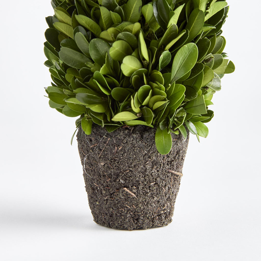 Napa Green Boxwood Cone Topiary Drop-In 12"