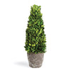 Napa Green Boxwood Cone Topiary Drop-In 16