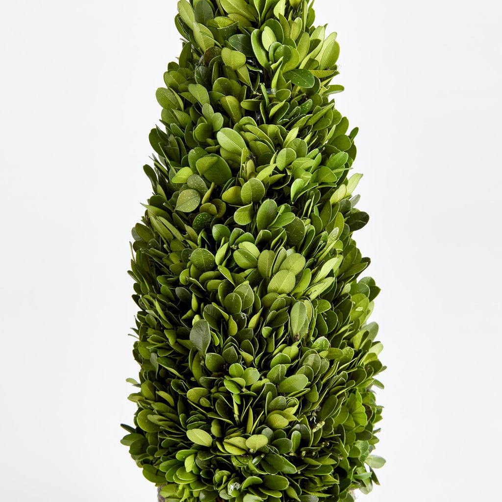 Napa Green Boxwood Cone Topiary Drop-In 16"