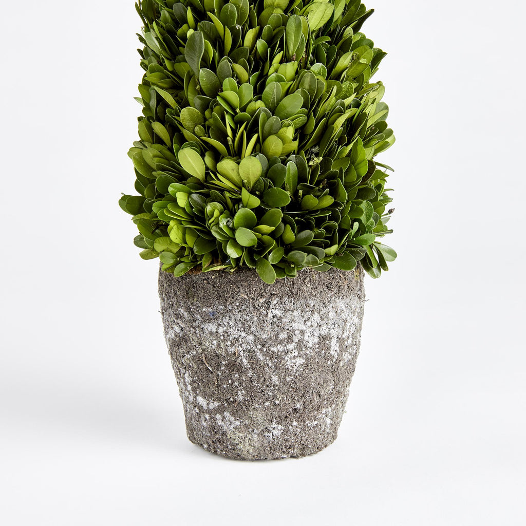 Napa Green Boxwood Cone Topiary Drop-In 16"