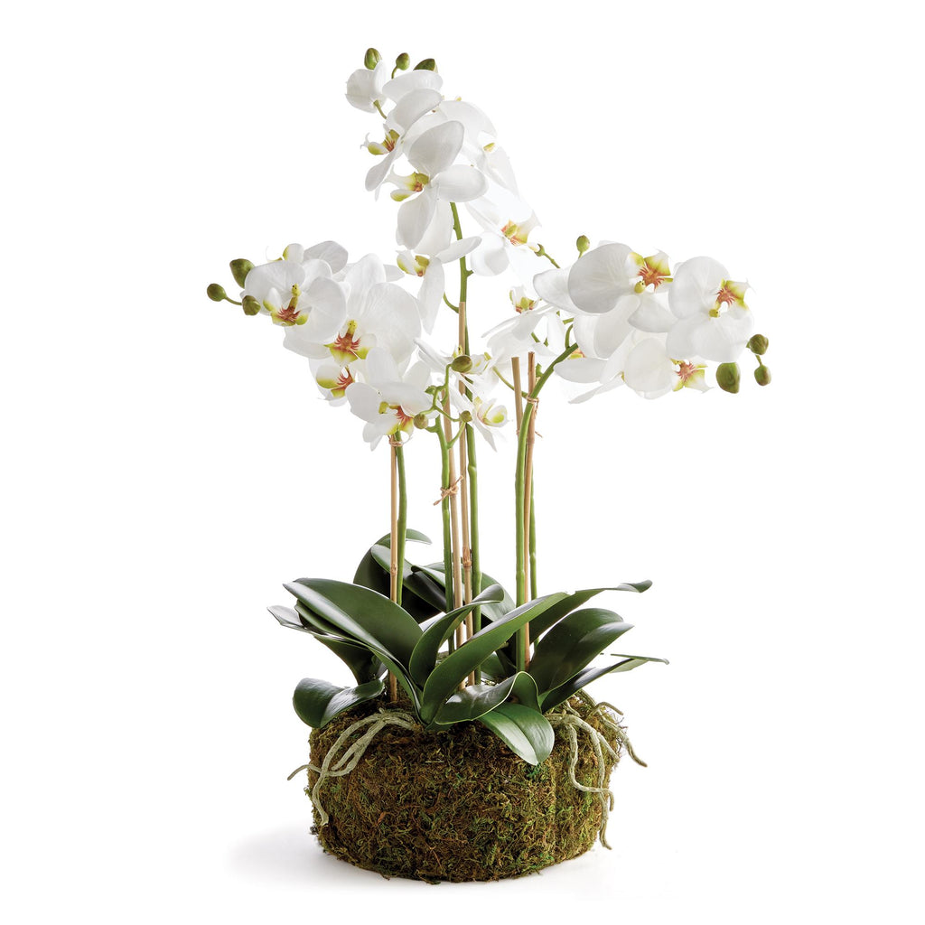 Napa White Phalaenopsis Orchid Bowl Drop-In 18.5"