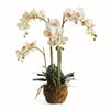 Napa Blush & Pale Pink Shaded Graidents Phalaenopsis Orchid Drop-In 30