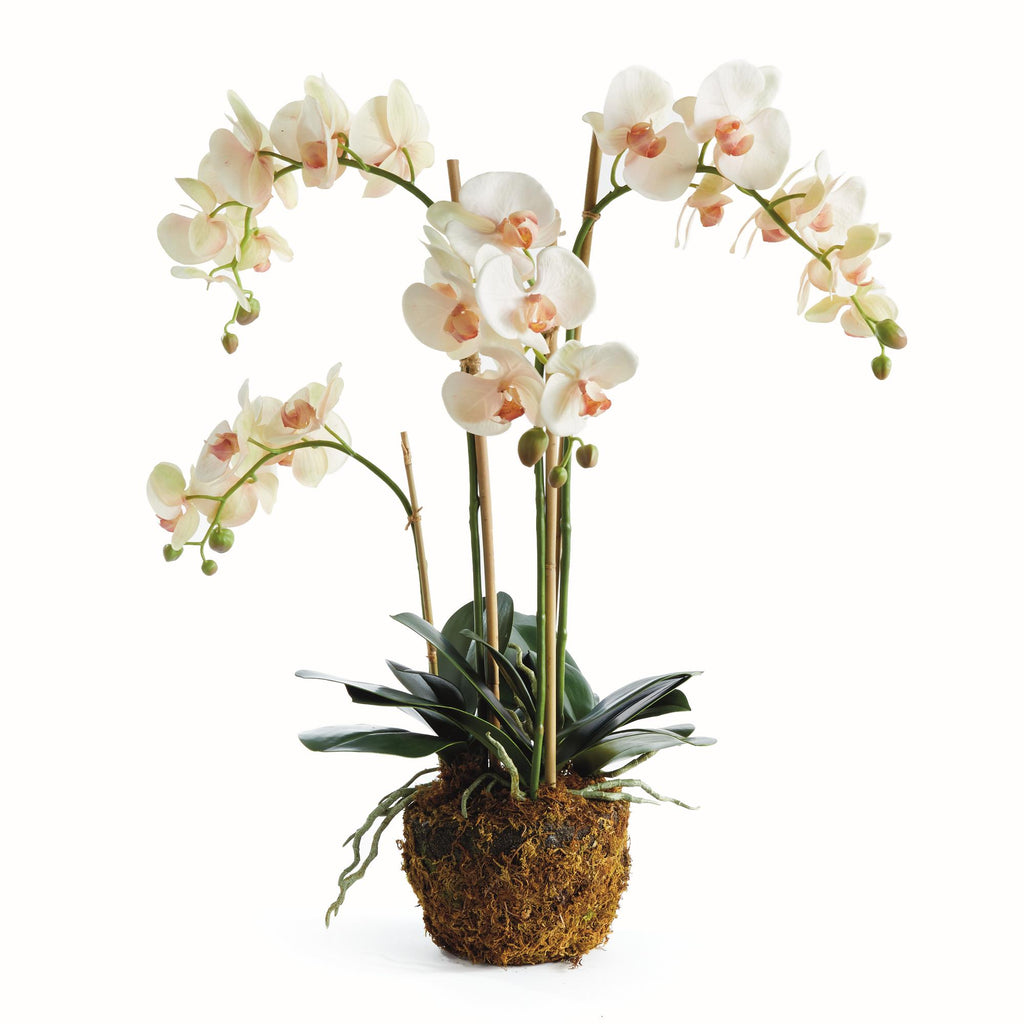 Napa Blush & pale pink shaded graidents Phalaenopsis Orchid Drop-In 30"