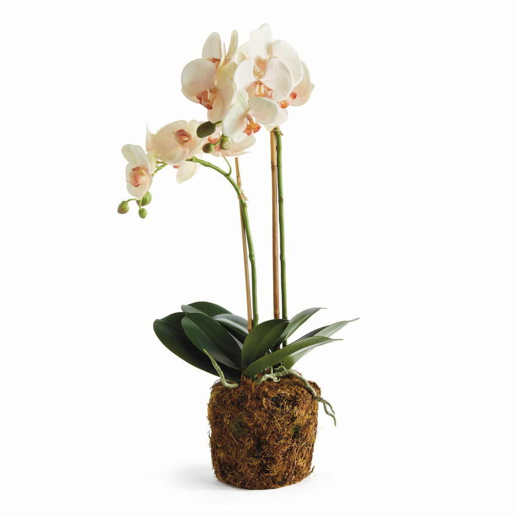 Napa Blush & pale pink shaded graidents Phalaenopsis Orchid Drop-In 23"