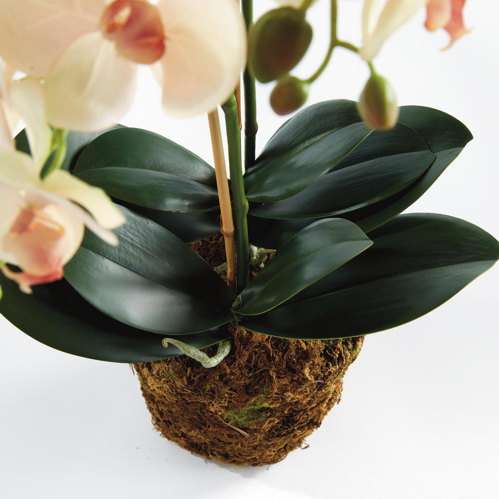 Napa Blush & pale pink shaded graidents Phalaenopsis Orchid Drop-In 23"