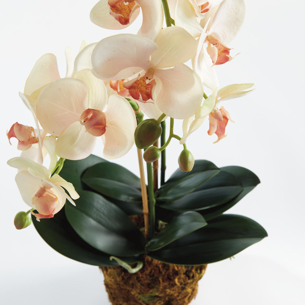 Napa Blush & pale pink shaded graidents Phalaenopsis Orchid Drop-In 23"