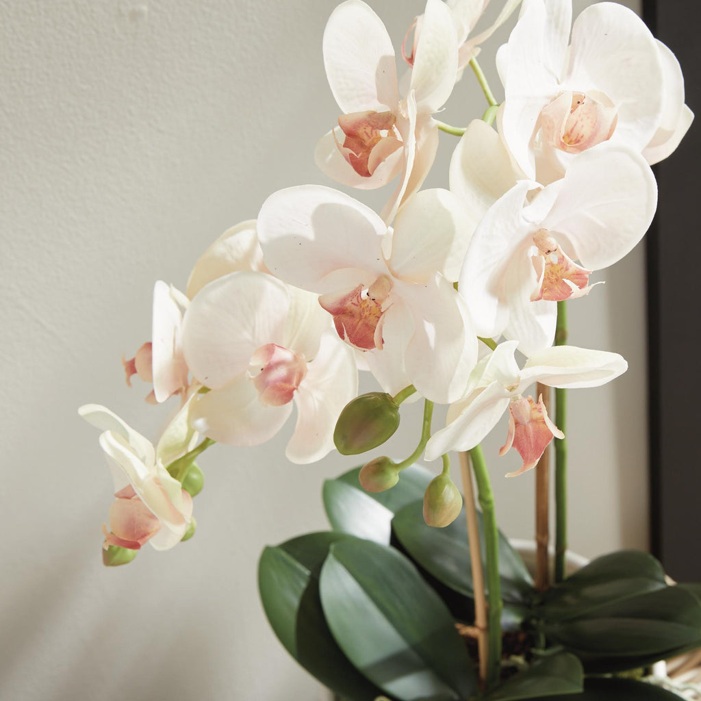 Napa Blush & pale pink shaded graidents Phalaenopsis Orchid Drop-In 23"