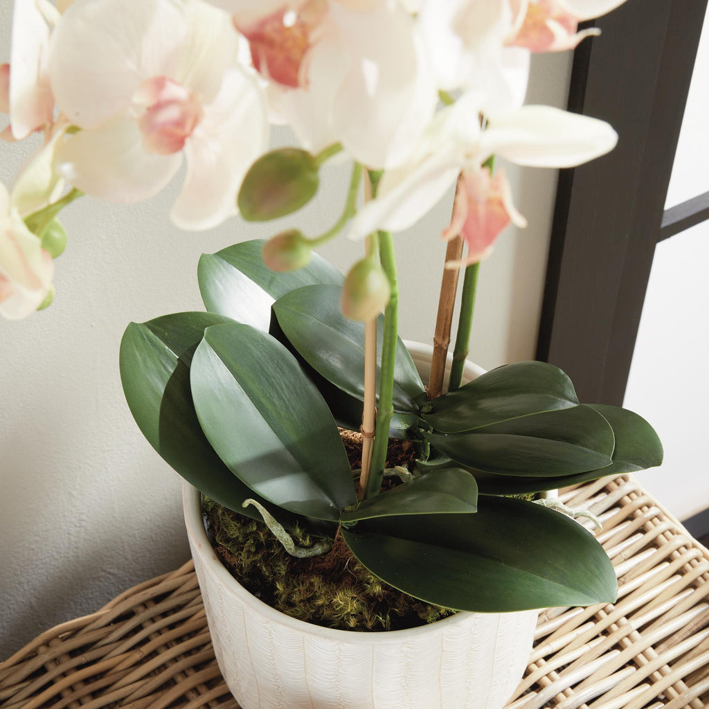 Napa Blush & pale pink shaded graidents Phalaenopsis Orchid Drop-In 23"