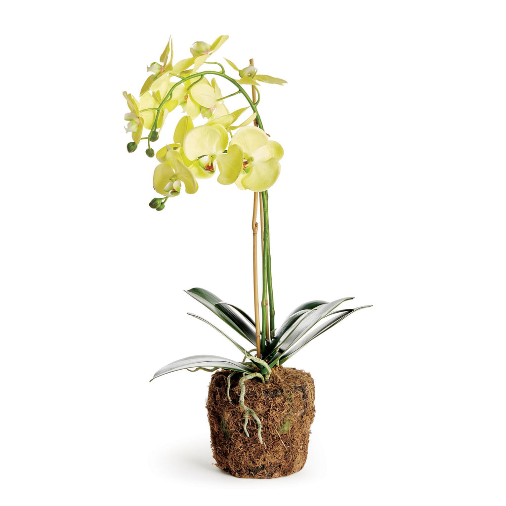 Napa Yellow Phalaenopsis Orchid Drop-In 23"