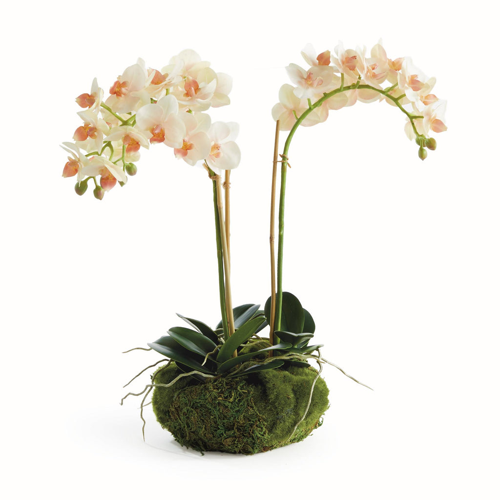 Napa Blush & pale pink shaded graidents Phalaenopsis 16" Mini Garden Drop-In