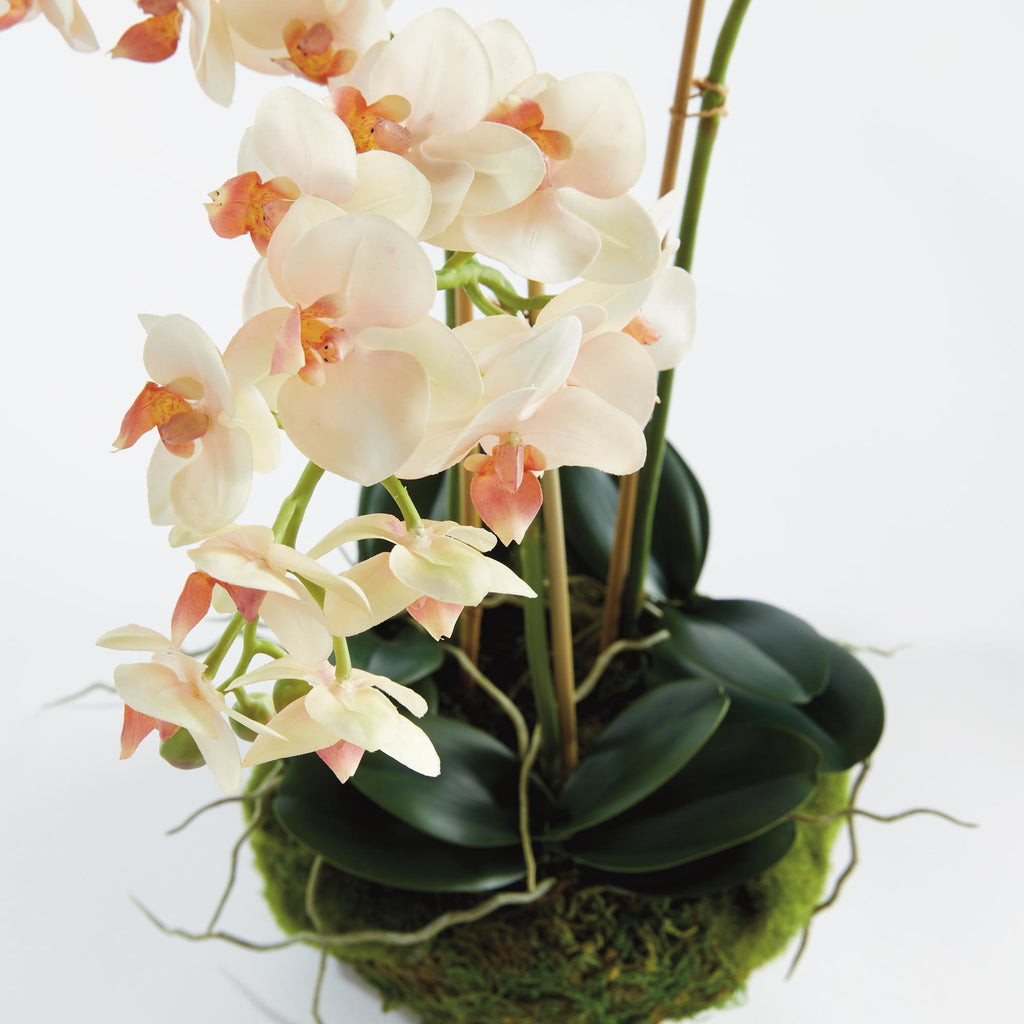 Napa Blush & pale pink shaded graidents Phalaenopsis 16" Mini Garden Drop-In