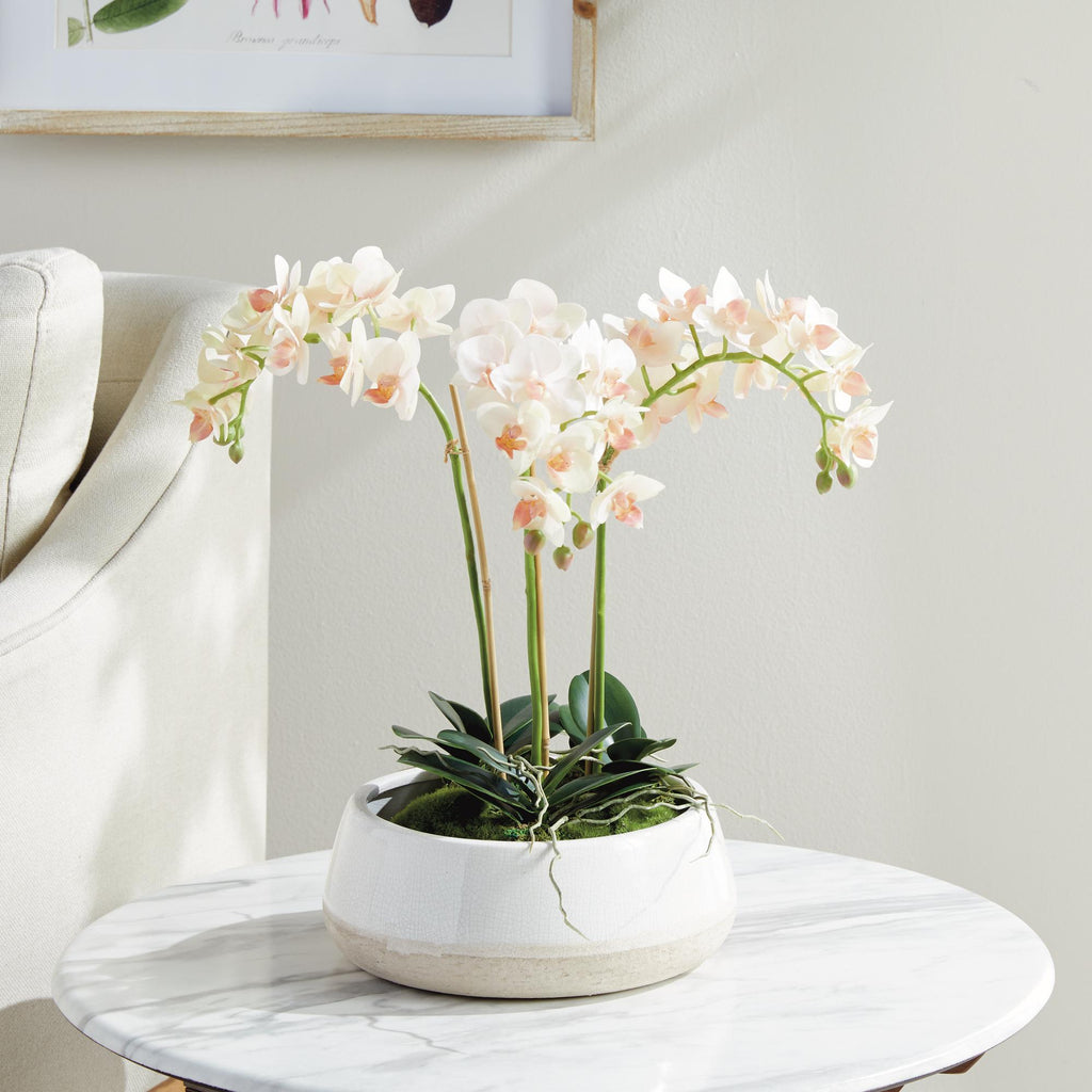 Napa Blush & pale pink shaded graidents Phalaenopsis 16" Mini Garden Drop-In