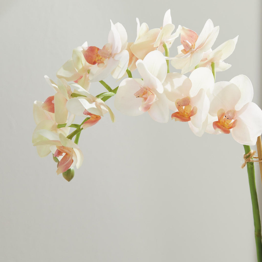 Napa Blush & pale pink shaded graidents Phalaenopsis 16" Mini Garden Drop-In