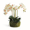 Napa Blush & Pale Pink Shaded Graidents Phalaenopsis Orchid Bowl Drop-In 18.5