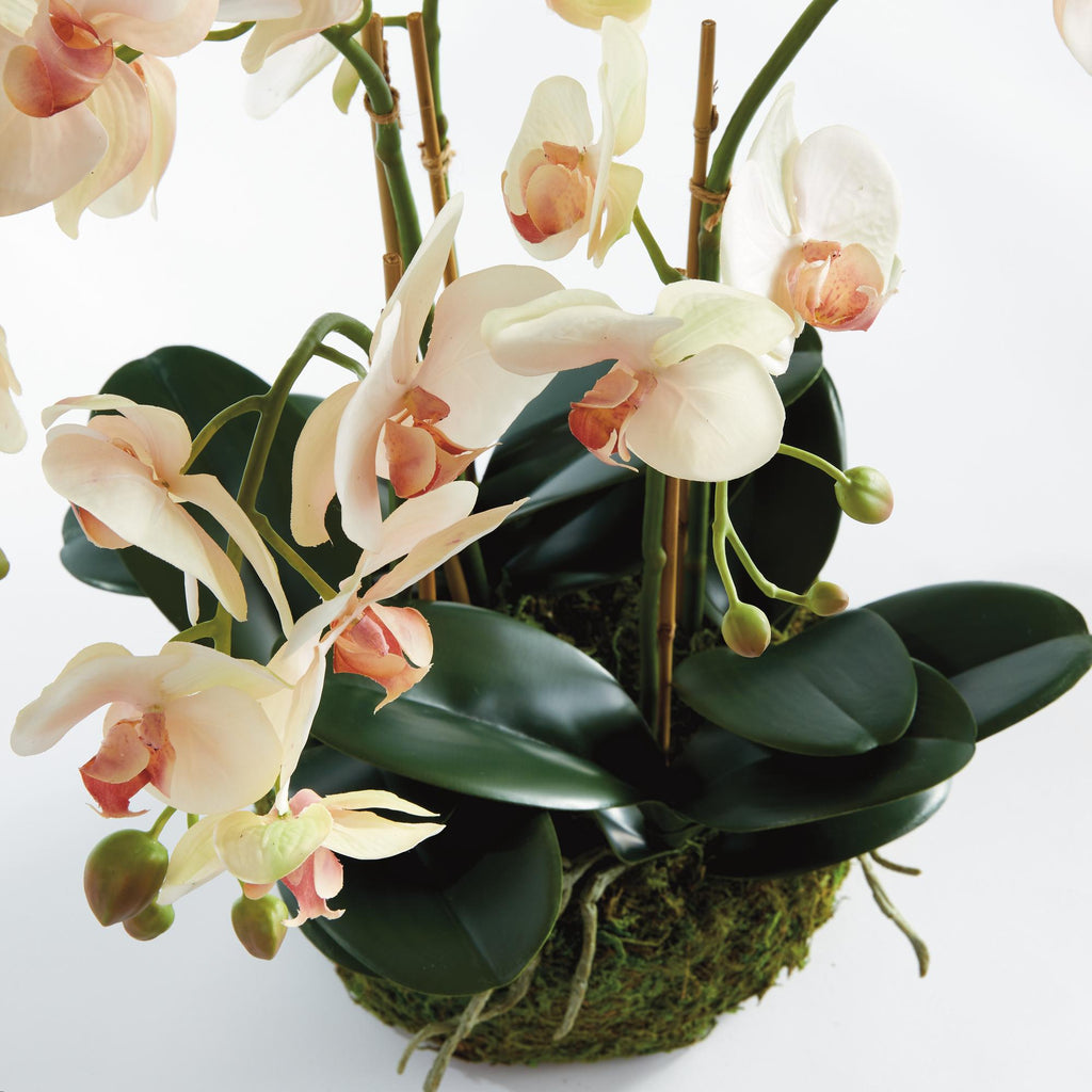 Napa Blush & pale pink shaded graidents Phalaenopsis Orchid Bowl Drop-In 18.5"