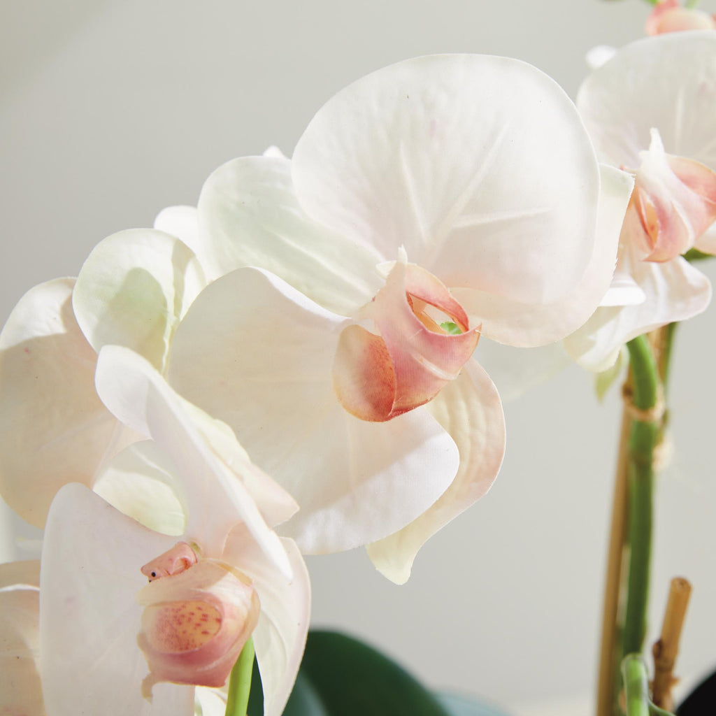 Napa Blush & pale pink shaded graidents Phalaenopsis Orchid Bowl Drop-In 18.5"