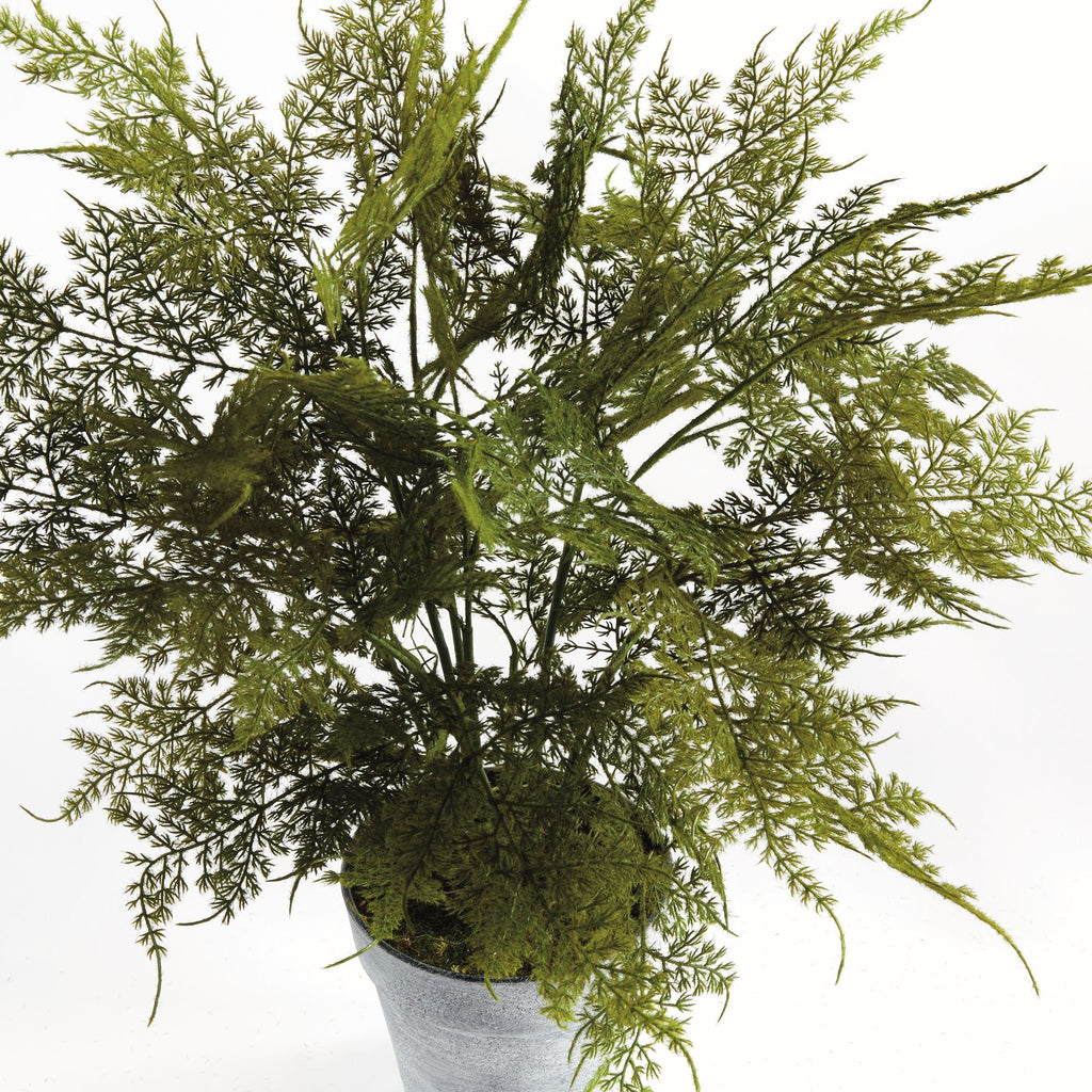 Napa Green Plumosa Fern Drop-In 21"