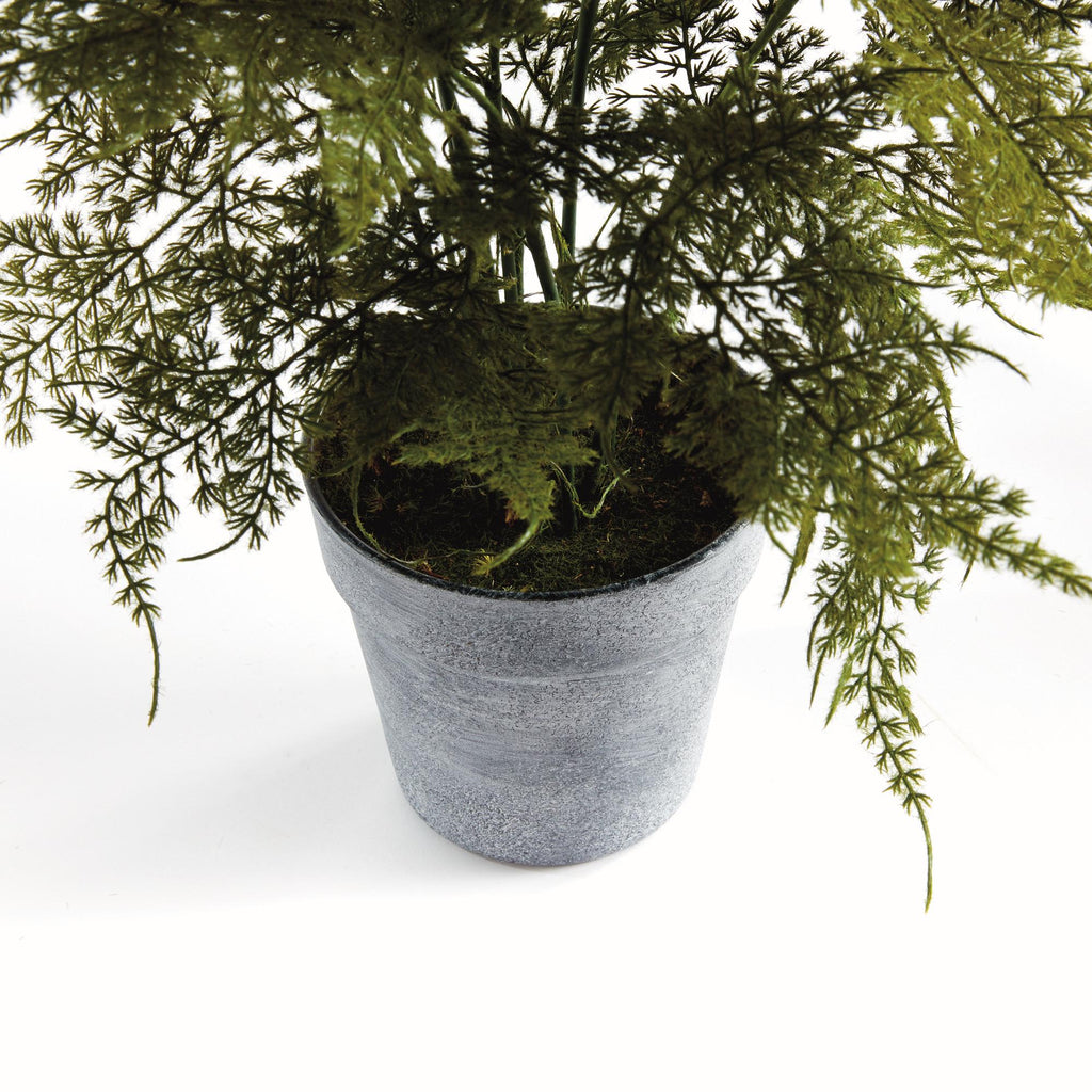 Napa Green Plumosa Fern Drop-In 21"