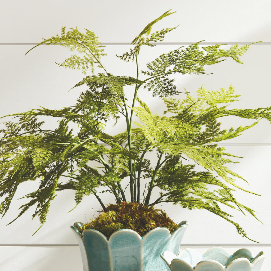 Napa Green Plumosa Fern Drop-In 21"