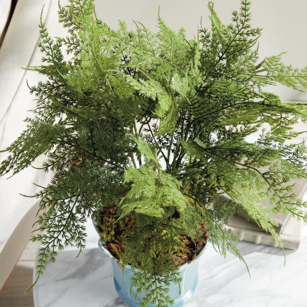 Napa Green Plumosa Fern Drop-In 21"