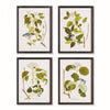 Napa Nature Themed Greenery, Berries And Botanicals. Finished With Black Fir Wood Frames. Floral And Berry Study